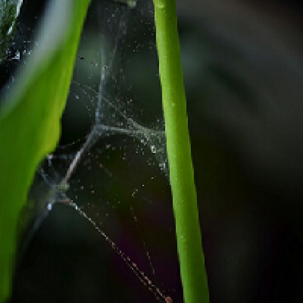 Youth-Festival-Spot-photography-in-Direct-Final-Round